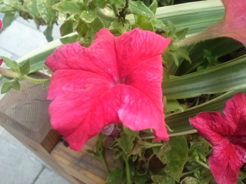 千元级四核5英寸大屏 夏新N890评测