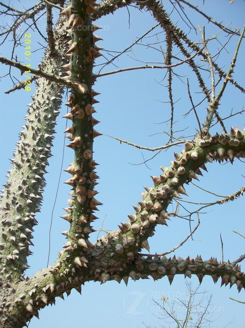 揭开Altek裸价的秘密 Altek A806HD