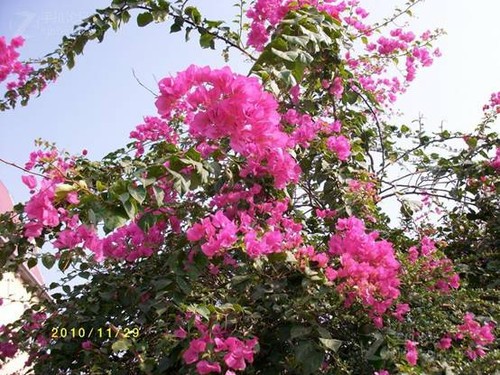 揭开Altek裸价的秘密 Altek A806HD