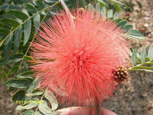 揭开Altek裸价的秘密 Altek A806HD