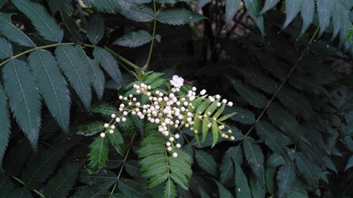 金属机身无畏生长！华为麦芒C199评测 