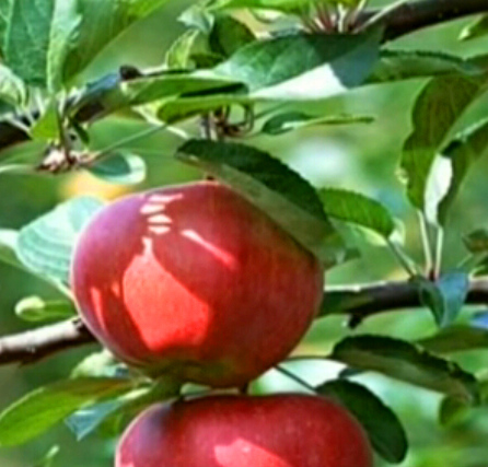 科研专用苹果一夜被偷光损失过亿元 