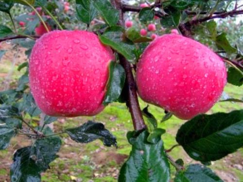 苹果一夜被偷光损失过亿元 网友：疼得心和肝都在颤抖