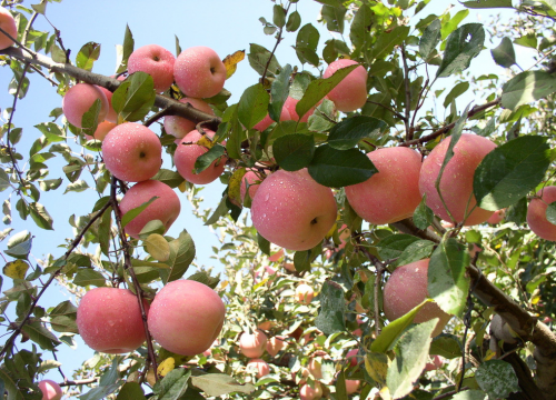 苹果一夜被偷光损失有多大？农科院：将设24小时监控