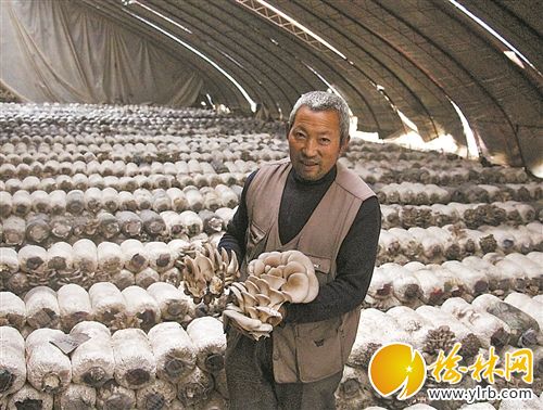 清涧县“苹果村”的平菇培植户