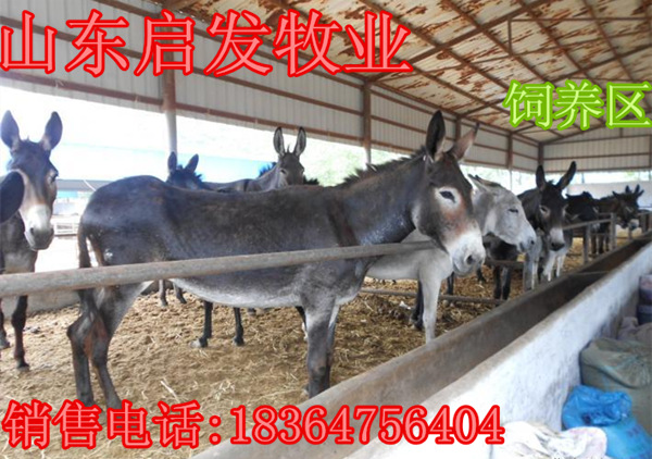 猫_bt_幼合集磁力驴