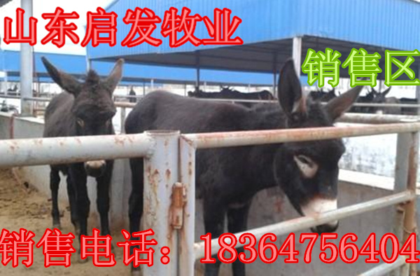 猫_bt_幼合集磁力驴