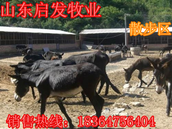 猫_bt_幼合集磁力驴
