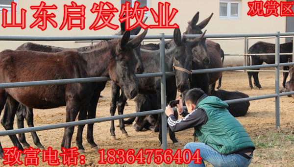 猫_bt_幼合集磁力驴