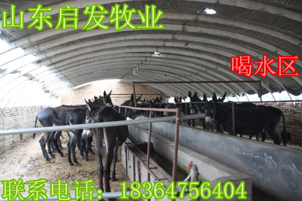 猫_bt_幼合集磁力驴