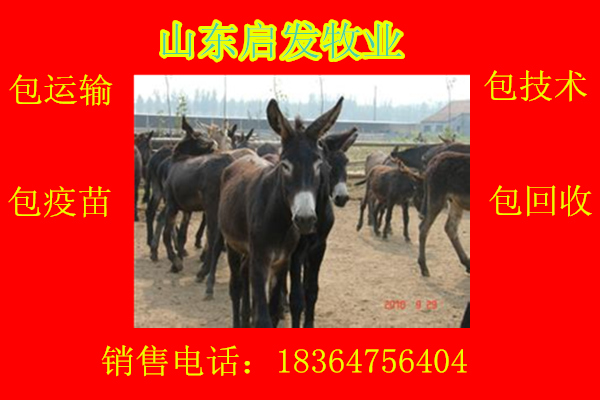 猫_bt_幼合集磁力驴
