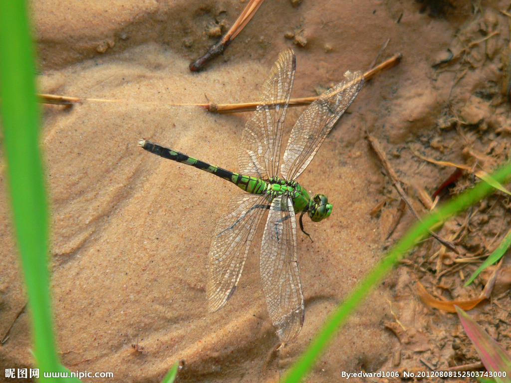 dragonfly_cicada_dragonfly spa