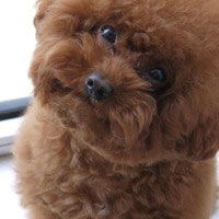 中兴u970手机?搭载英伟达tegra4手机?中兴u998s手机大家觉得怎么样？