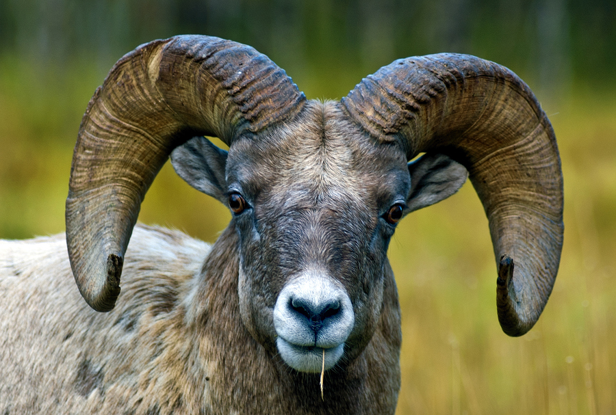 sheep_badminton_tired