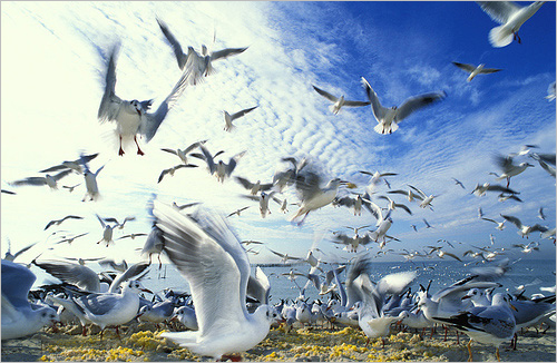 闪光灯的使用技巧 三联教程