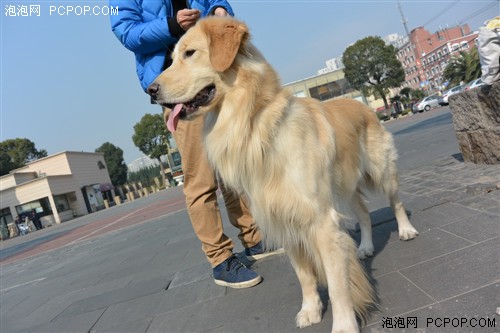 狗狗眼中的世界 索尼QX100试用宠物篇 