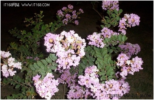 2012拍照神器推荐:单反,1400万像素手机