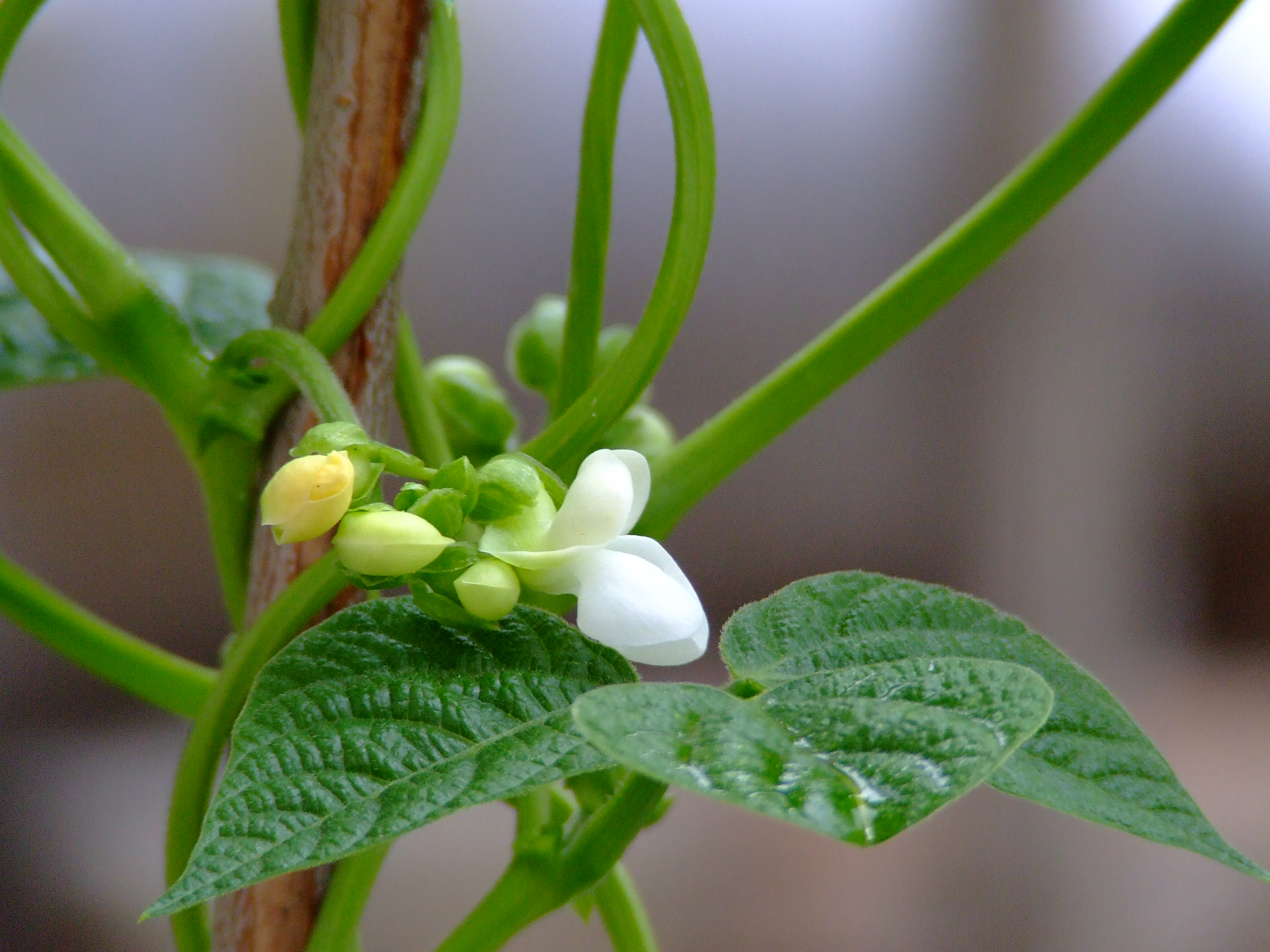 富士 s5600是单反吗_富士s5600_富士s205exr