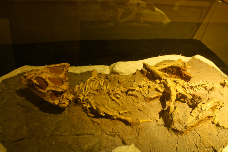 赫氏水龙兽_方舟水龙兽有什么用_方舟水龙兽饲料怎么做