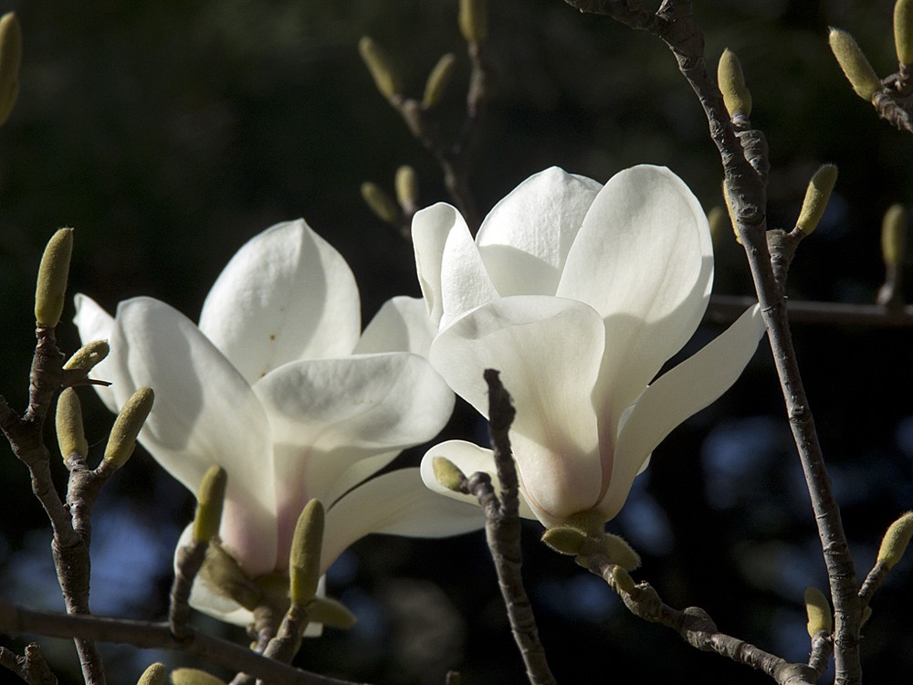 柯达z1012_柯达z990_柯达z990开不了机