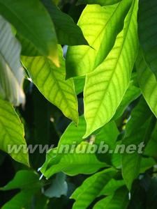 canon A650IS 使用手册:canonA650IS使用手册-简介,canonA650IS使用手册-基础拍摄操作_佳能a650