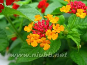 canon A650IS 使用手册:canonA650IS使用手册-简介,canonA650IS使用手册-基础拍摄操作_佳能a650