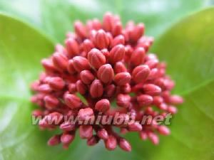 canon A650IS 使用手册:canonA650IS使用手册-简介,canonA650IS使用手册-基础拍摄操作_佳能a650