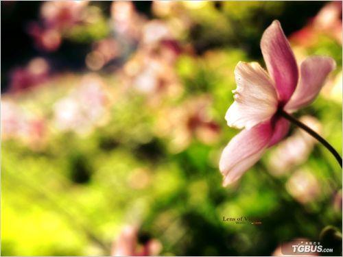ilomoyou是什么意思_lomo风格是什么意思_lomo怎么念