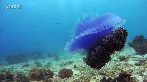 索尼dschx50使用方法_索尼hx50使用_索尼hx50价格