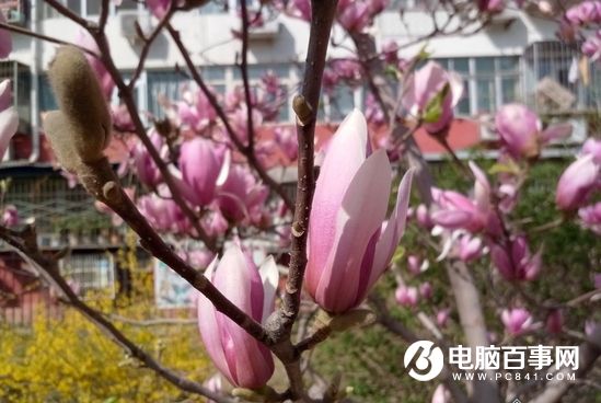 金立S8怎么样 金立S8详细评测