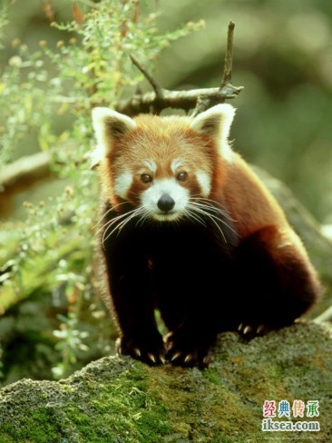 小浣熊限量版手机_法拉利手机套限量版_oppo手机有限量版吗