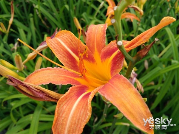 金立S6 Pro手机评测:听说你的颜值很高