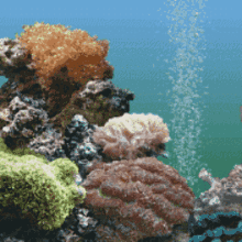 动态海洋水族壁纸_3d水族动态桌面壁纸_3d桌面壁纸