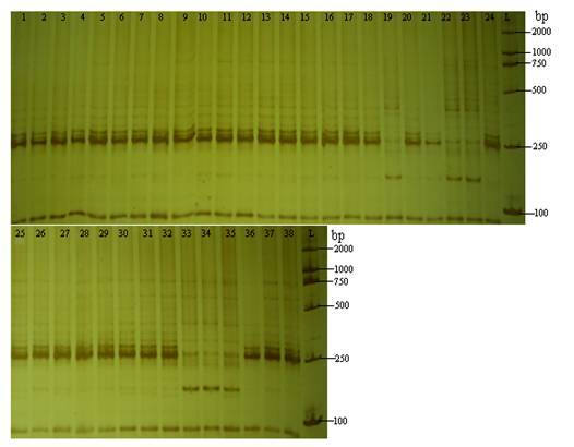 ssr分子标记步骤_ssr分子标记_有哪些分子标记