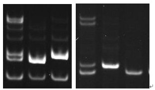 ssr分子标记_ssr分子标记步骤_有哪些分子标记