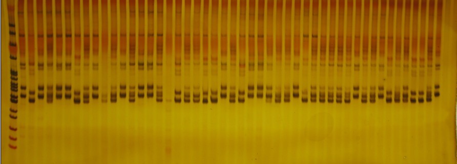有哪些分子标记_ssr分子标记_ssr分子标记步骤