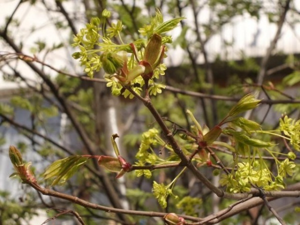 与S4 Zoom机身对比 三星K Zoom样张出炉 