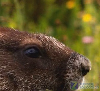 畅享岁末视觉盛宴 十款播放器横向测试 
