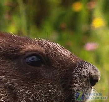 畅享岁末视觉盛宴 十款播放器横向测试 