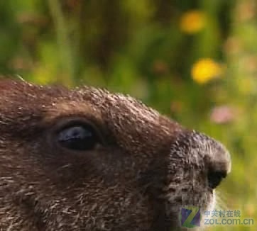 畅享岁末视觉盛宴 十款播放器横向测试 