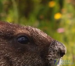 畅享岁末视觉盛宴 十款播放器横向测试 