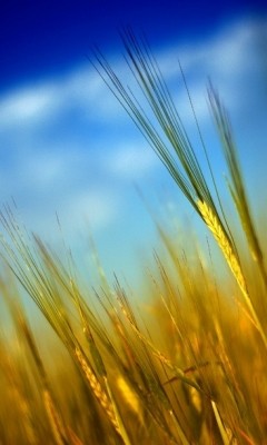 bootsect和bootice_boot bootsect.exe安装_bootsectexe