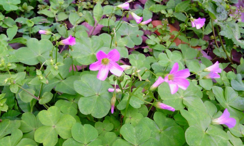 联想扬天s760电脑_联想s760哪些可以删_联想s760联通