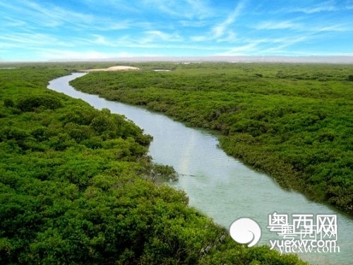 湛江红树林