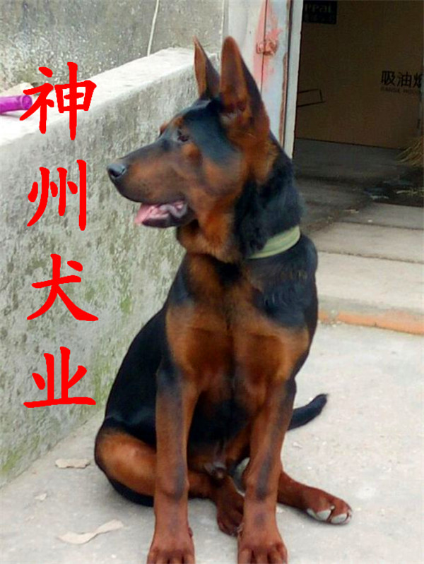 杜宾犬凶图片_杜宾犬兽x抗体图片_杜宾犬图片白色