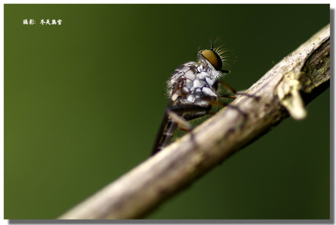 腾龙272e与新90_腾龙90微距镜头使用_腾龙90微距尼康d3200