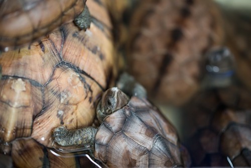 腾龙90微距镜头使用_腾龙90微距尼康d3200_腾龙272e与新90