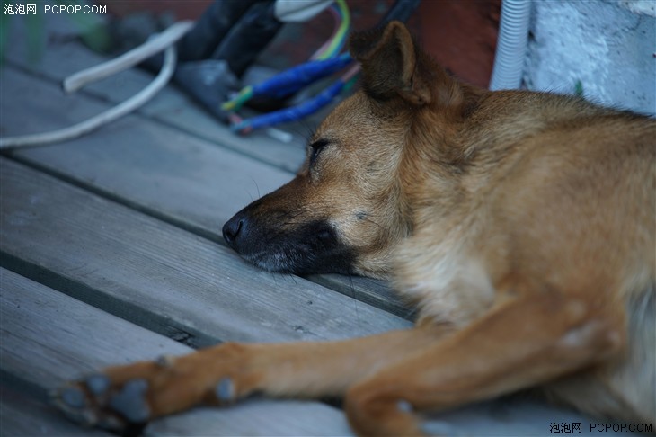 索尼FE 70-200mm GM评测 