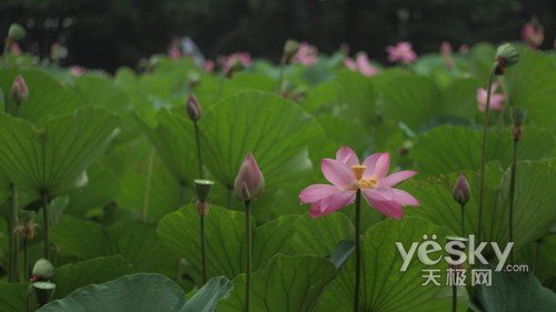 奥林巴斯 E-P1 样张