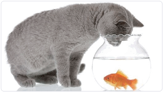 免费SSL证书服务使用问题